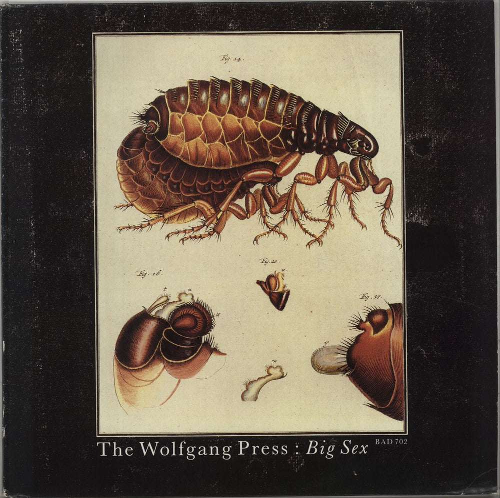 The Wolfgang Press Big Sex UK 12" vinyl single (12 inch record / Maxi-single) BAD702